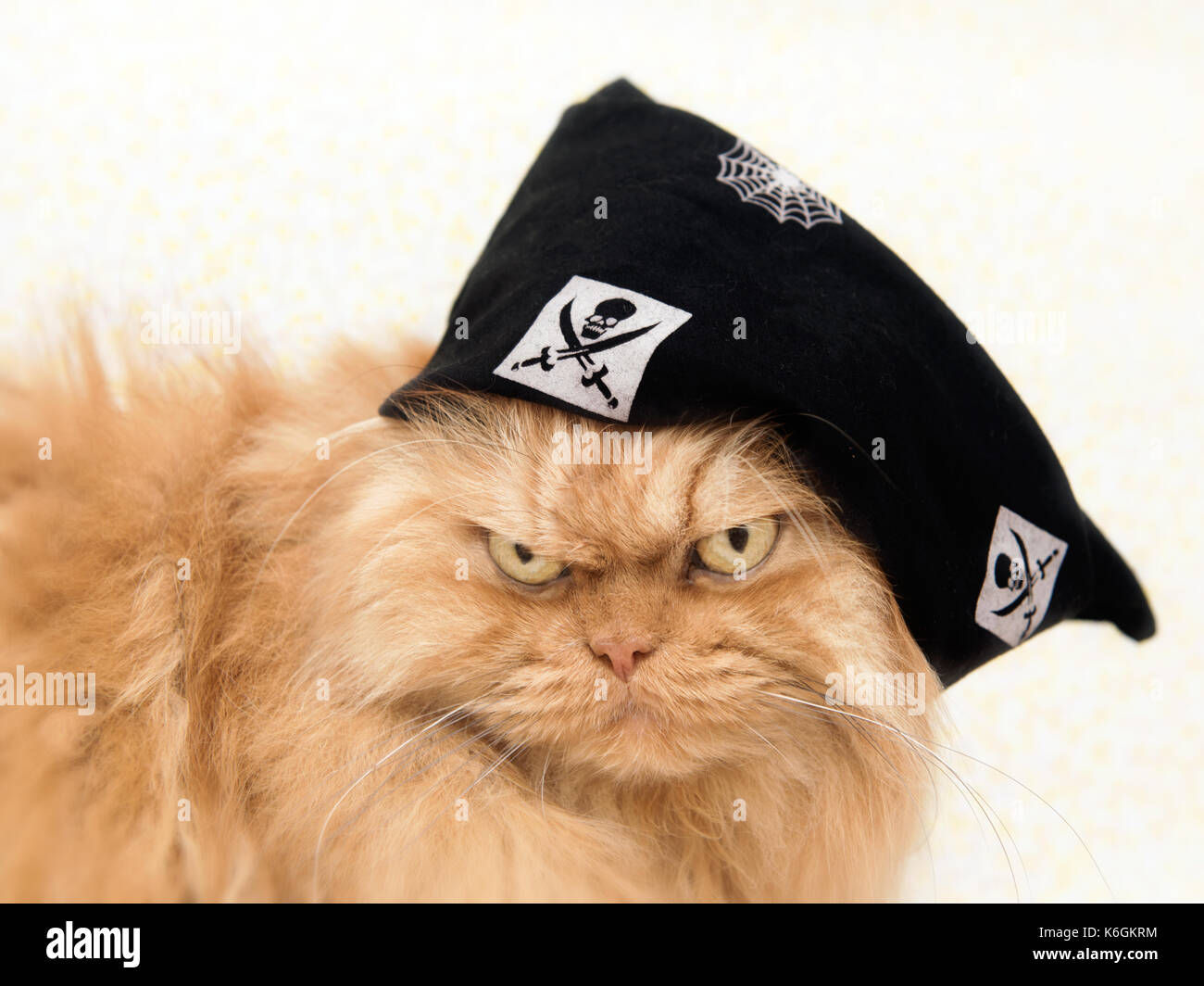 Orange gatto persiano con halloween hat Foto Stock