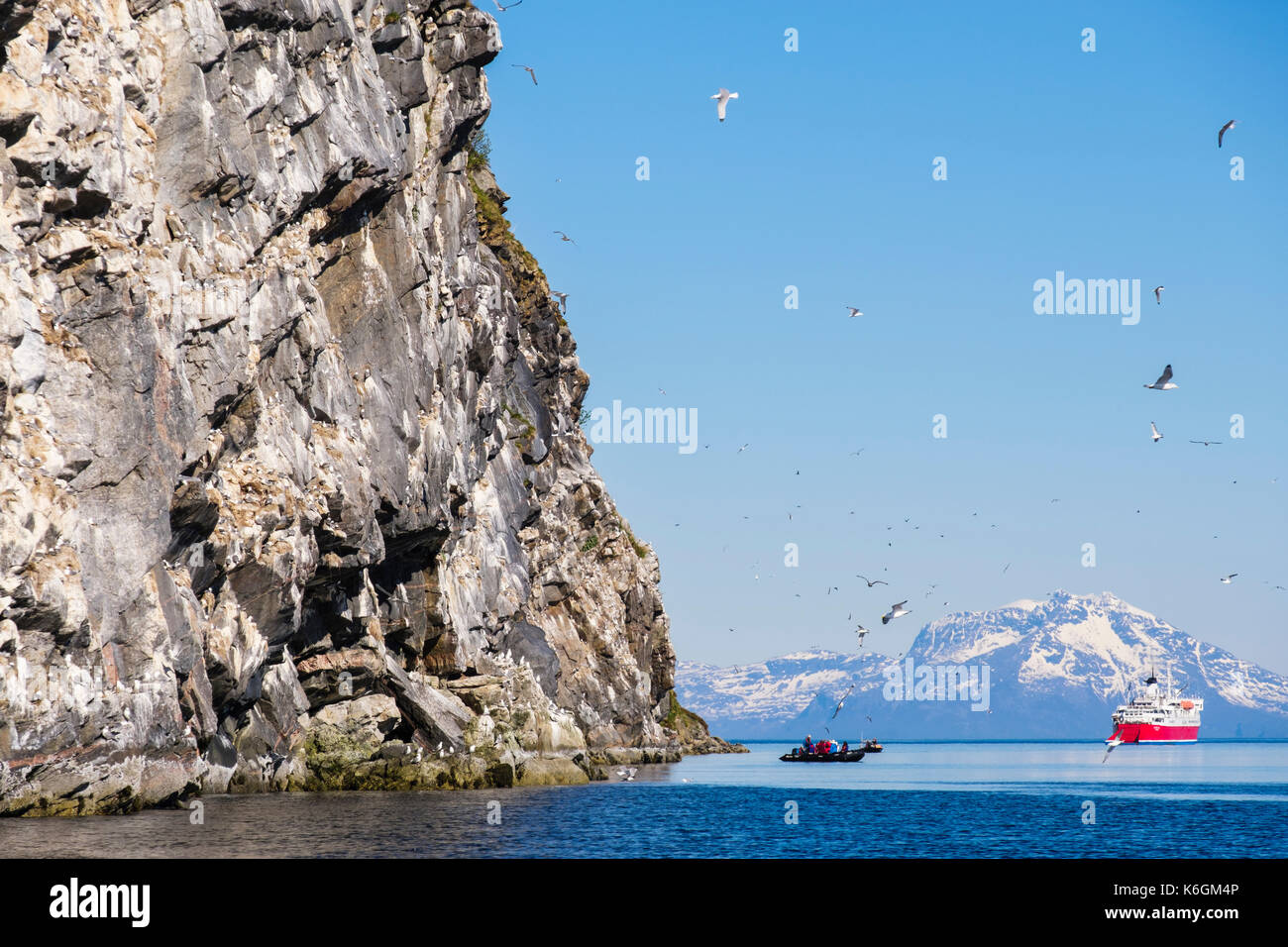 G avventure nave da crociera i passeggeri che visitano la nidificazione di black-gambe Kittiwakes sul mare Artico scogliere in Sundsvollsundet Riserva Naturale Helløya Norvegia Foto Stock
