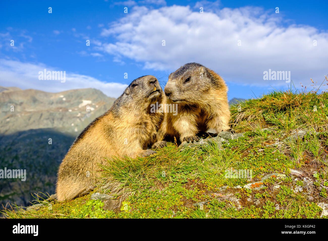 Due marmotte alpine (Marmota marmota) sono seduti su un pendio di montagna, il Grossglockner montagna in lontananza, a Kaiser-Franz-Josefs-Höhe Foto Stock
