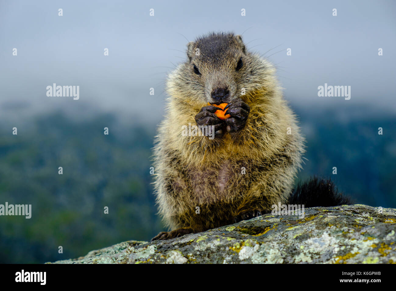 Una marmotta alpina (Marmota marmota) sta seduto e sta mangiando una carota su una roccia a Kaiser-Franz-Josefs-Höhe Foto Stock