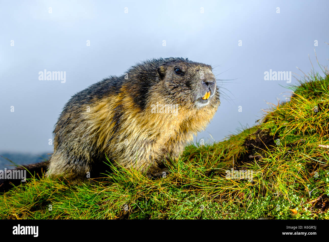 Una marmotta alpina (Marmota marmota) è situata su un pendio di montagna a Kaiser-Franz-Josefs-Höhe Foto Stock