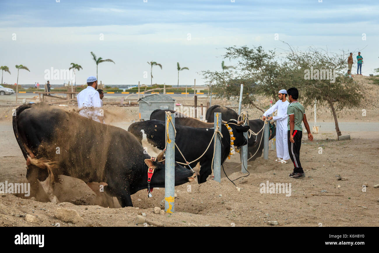Fujairah, UAE, 1 aprile 2016: tori attendono il loro turno di lotta nelle tradizionali corride in Fujairah, Emirati arabi uniti Foto Stock