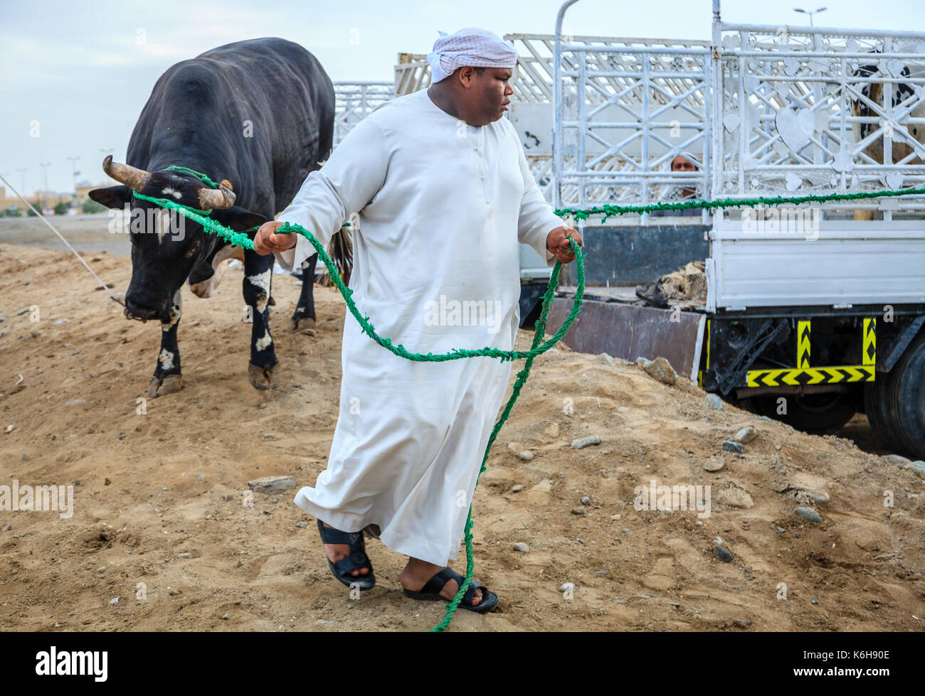 Fujairah, UAE, 1 aprile 2016: persone locali portano i tori per i tradizionali combattimenti di tori in Fujairah, Emirati arabi uniti Foto Stock