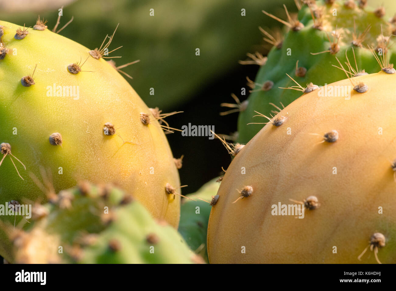 Close up di fichidindia, Creta, Grecia. Foto Stock