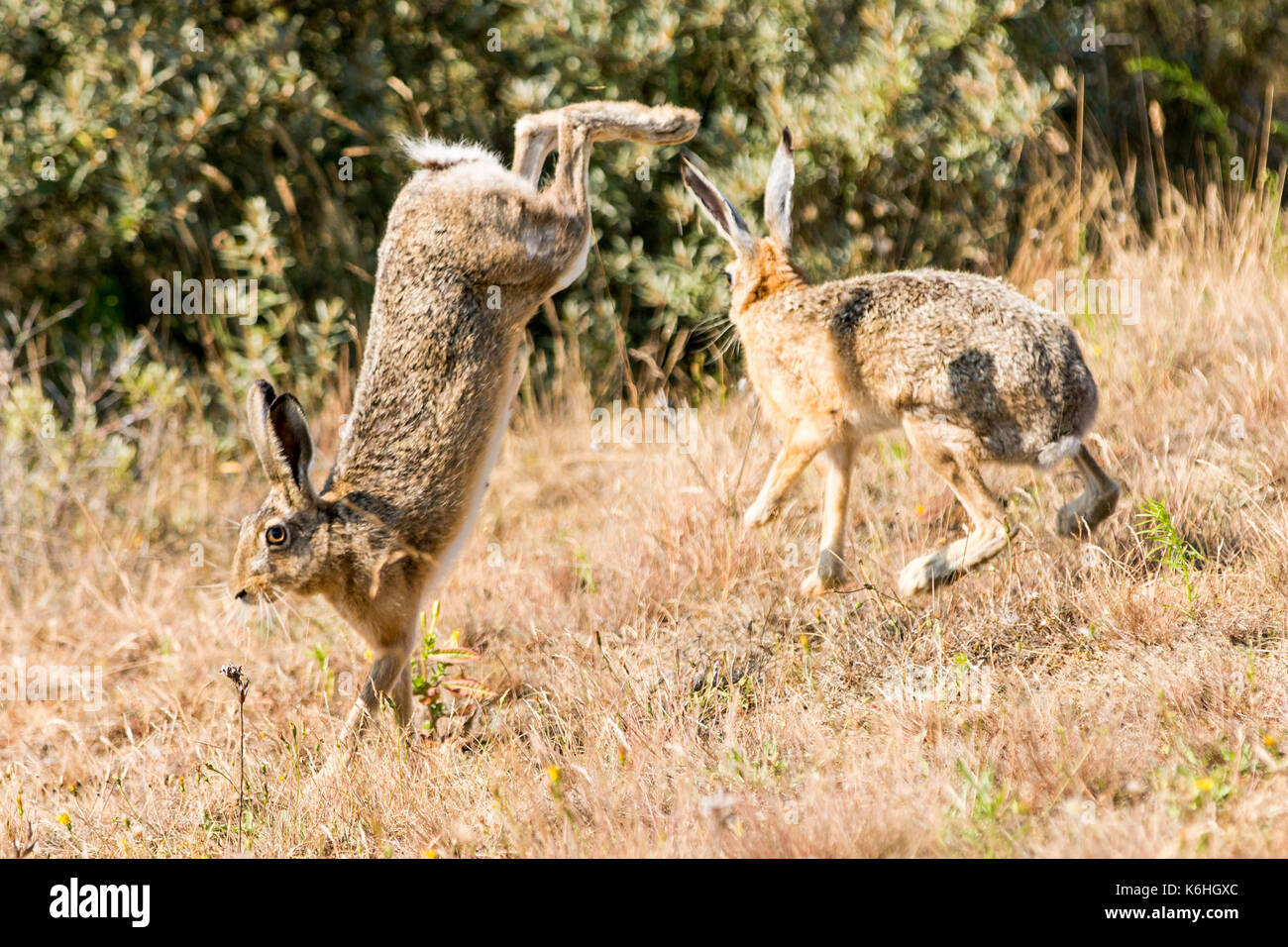 Due salti di lepre e combattimenti Foto Stock