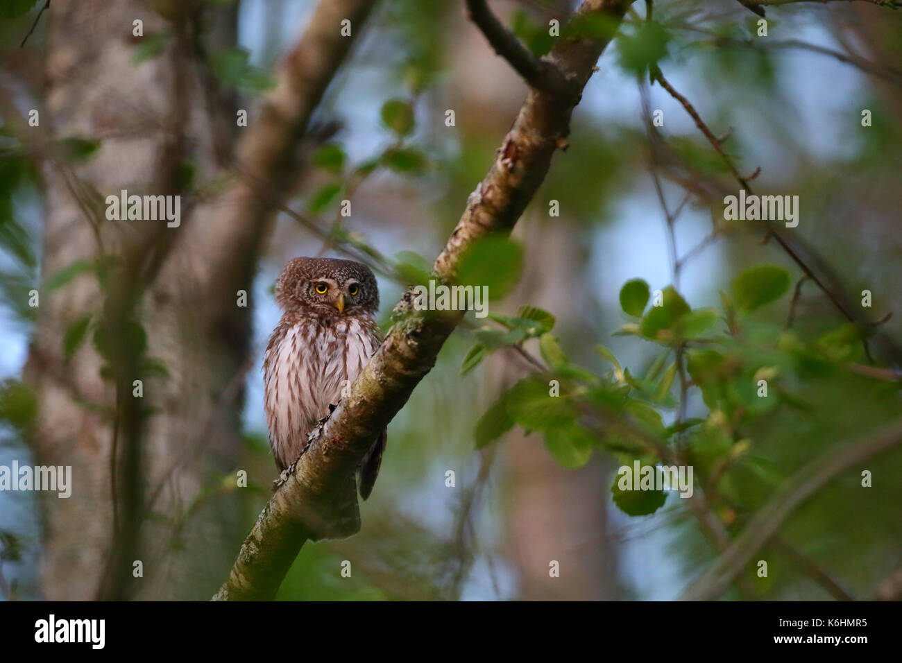 Il Gufo pigmeo (Glaucidium passerinum) in maggio. Foto Stock