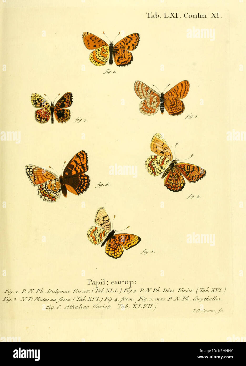 Die Schmetterlinge in Abbildungen nach der Natur (Tab. LXI) (6102765667) Foto Stock