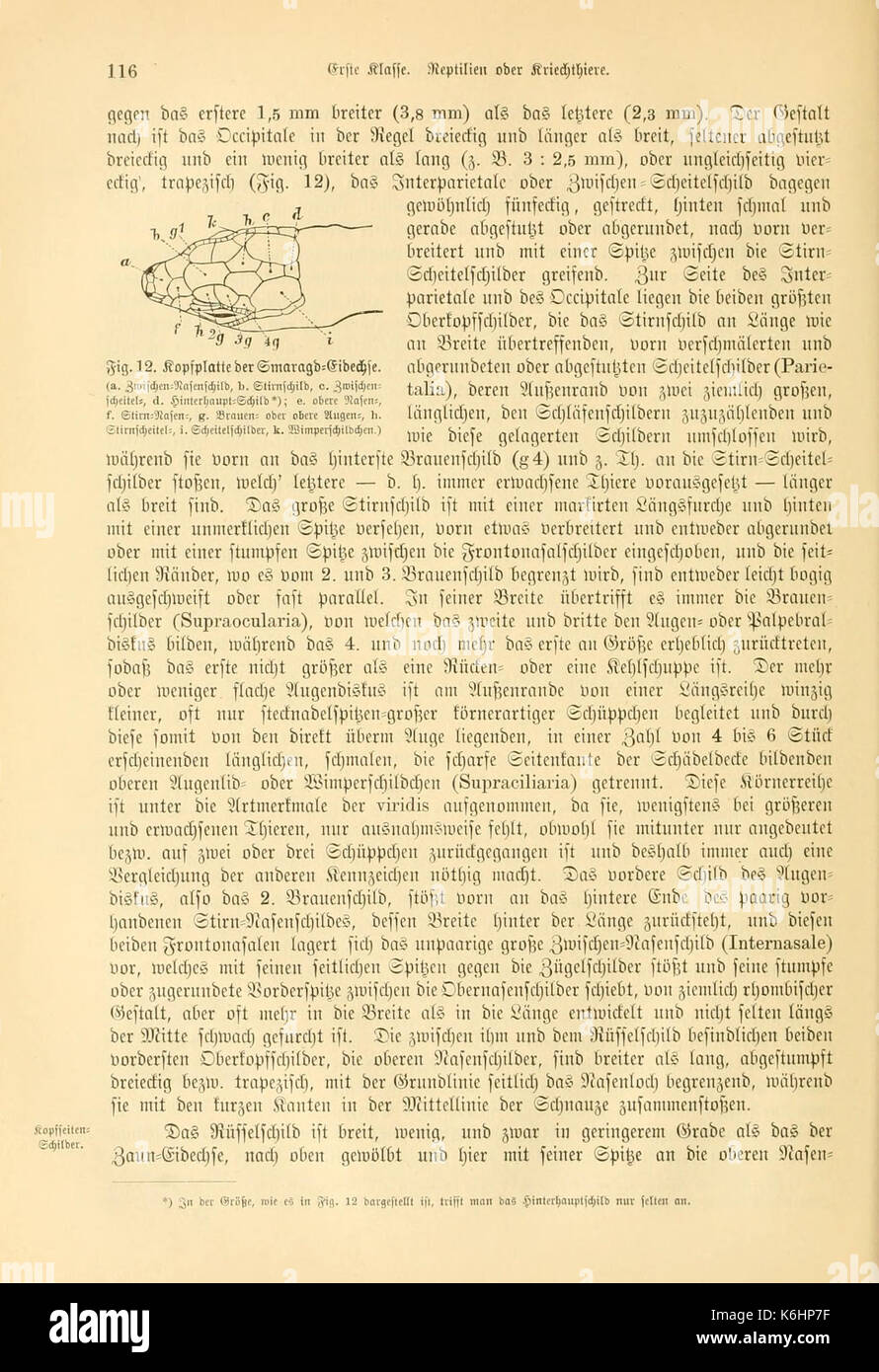 Deutschlands Amphibien und Reptilien (pagina 116, Fig. 12) BHL12232035 Foto Stock