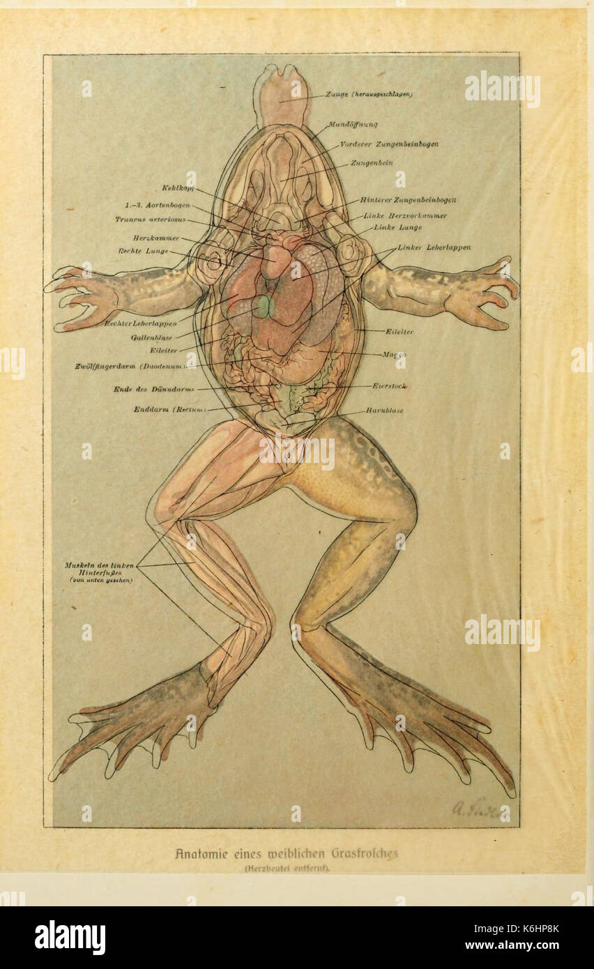 Brehms Tierleben (piastra Anatomie...Grasfrosches) (6140217188) Foto Stock