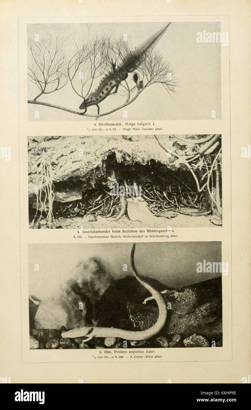 Brehms Tierleben (piastra) (6139666409) Foto Stock