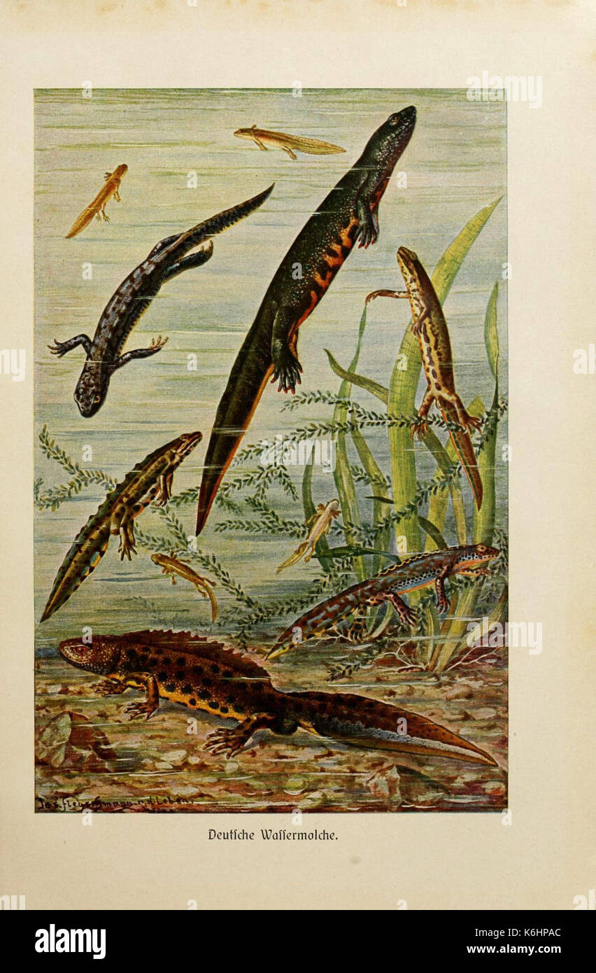 Brehms Tierleben (piastra Deutsche Wassermolche) (6140217976) Foto Stock