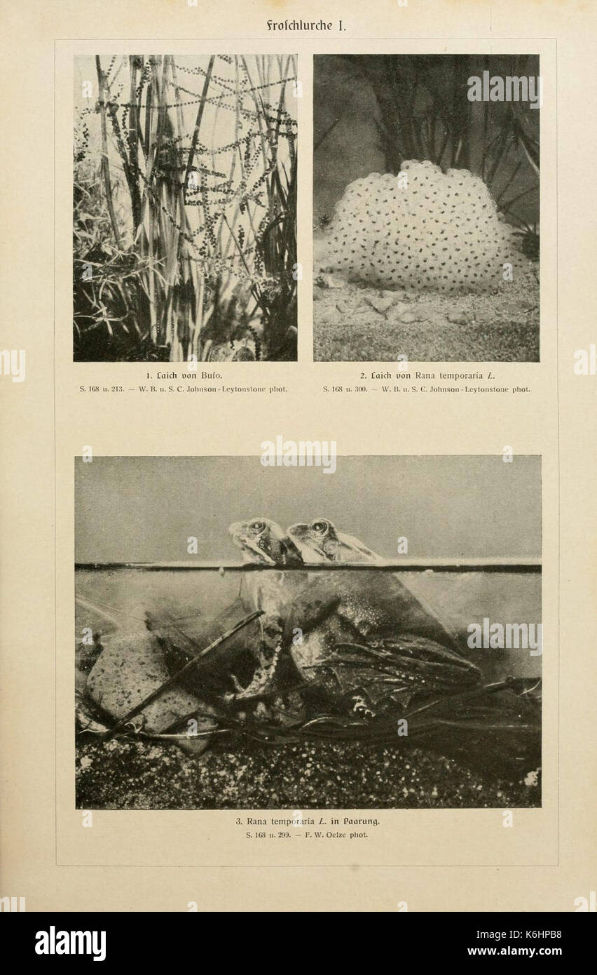 Brehms Tierleben (piastra Froschlurche I) (6139667345) Foto Stock