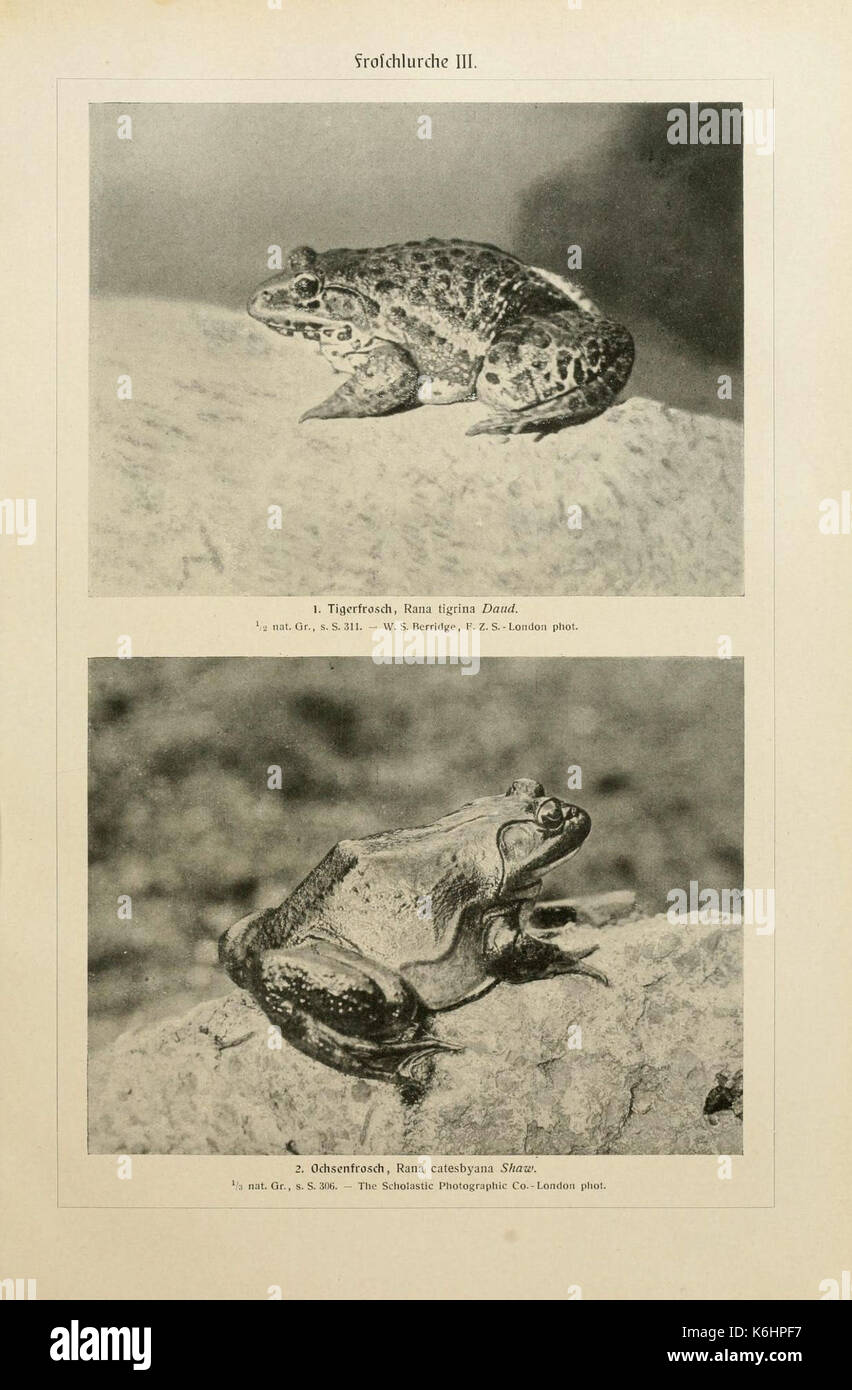 Brehms Tierleben (piastra Froschlurche III) (6140221166) Foto Stock
