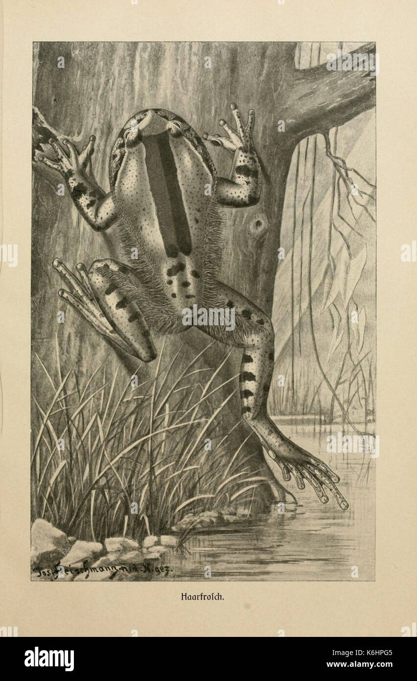 Brehms Tierleben (piastra Haarfrosch) (6140221482) Foto Stock