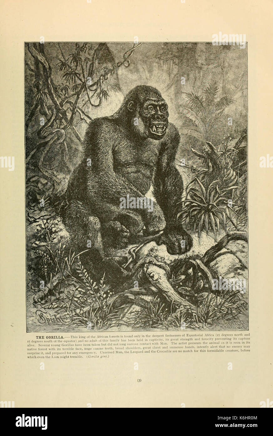 Brehm la vita degli animali (pagina 3) (6220667902) Foto Stock