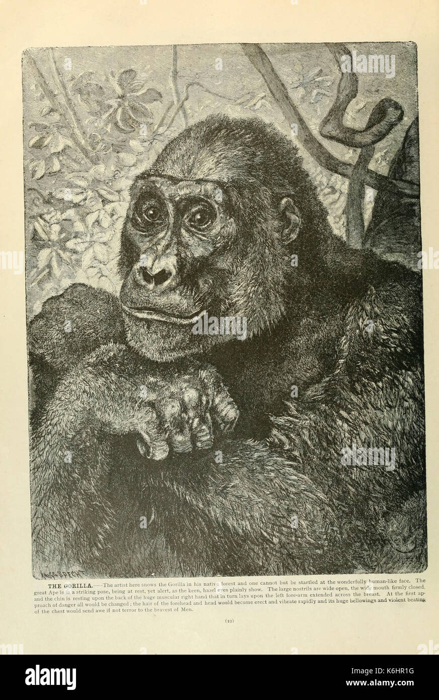 Brehm la vita degli animali (pagina 10) (6220147509) Foto Stock