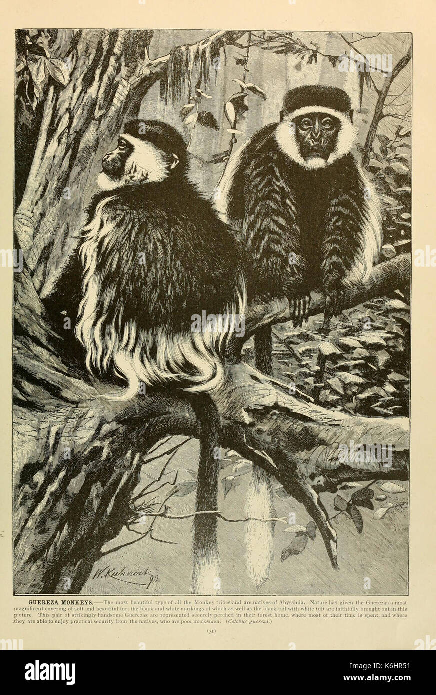 Brehm la vita degli animali (pagina 31) (6220671414) Foto Stock
