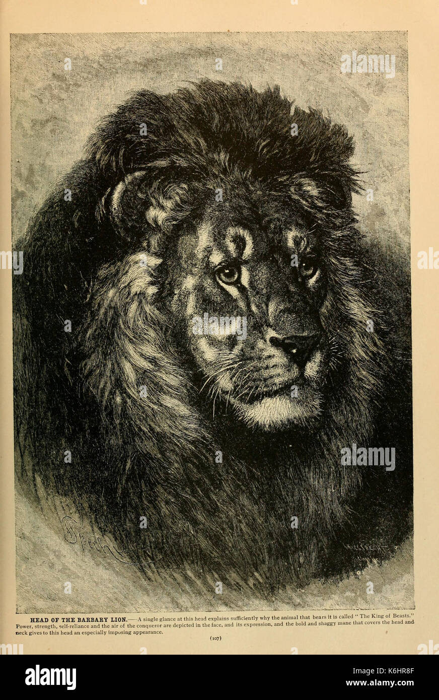 Brehm la vita degli animali (pagina 107) (6220153185) Foto Stock