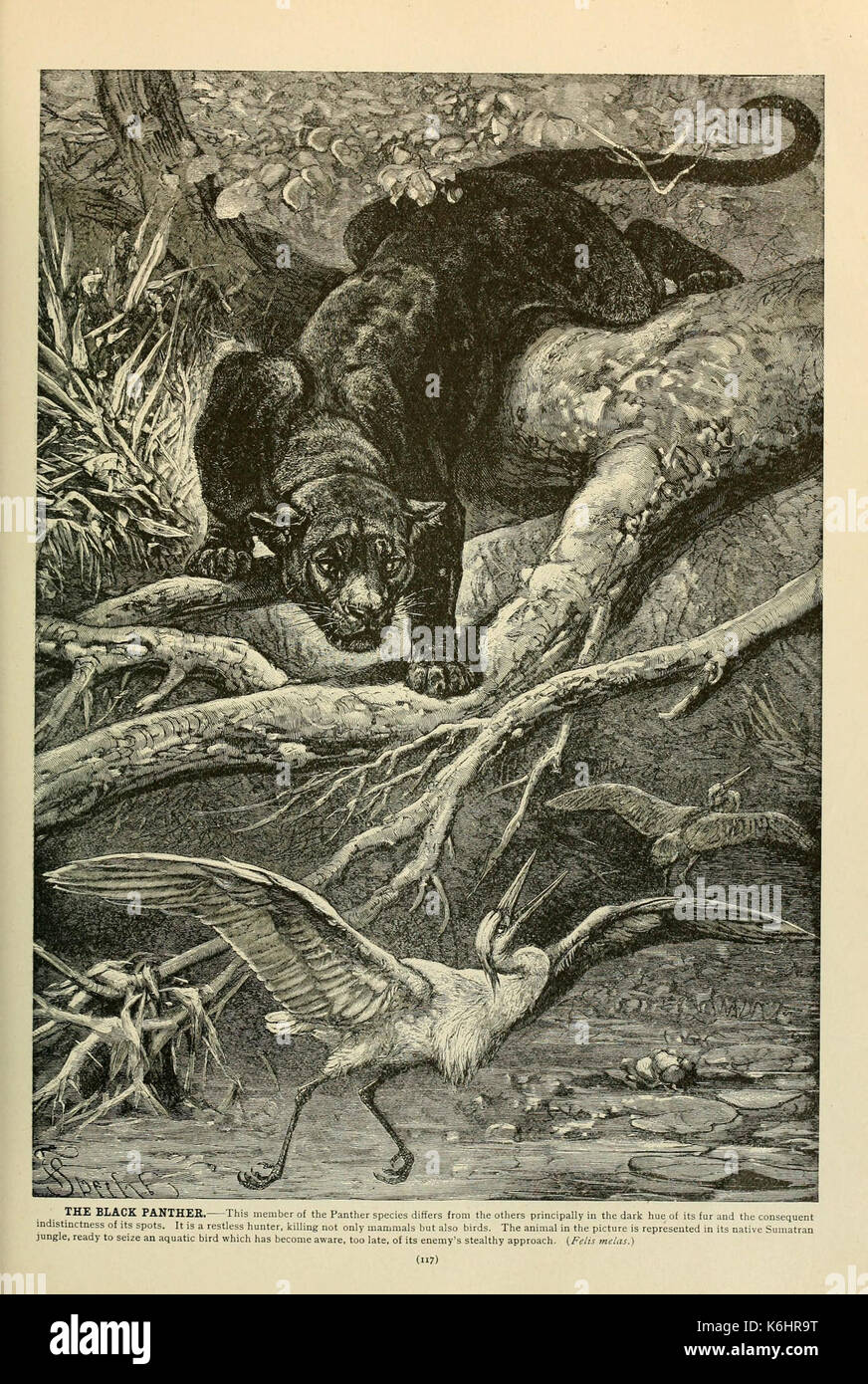 Brehm la vita degli animali (pagina 117) (6220155115) Foto Stock