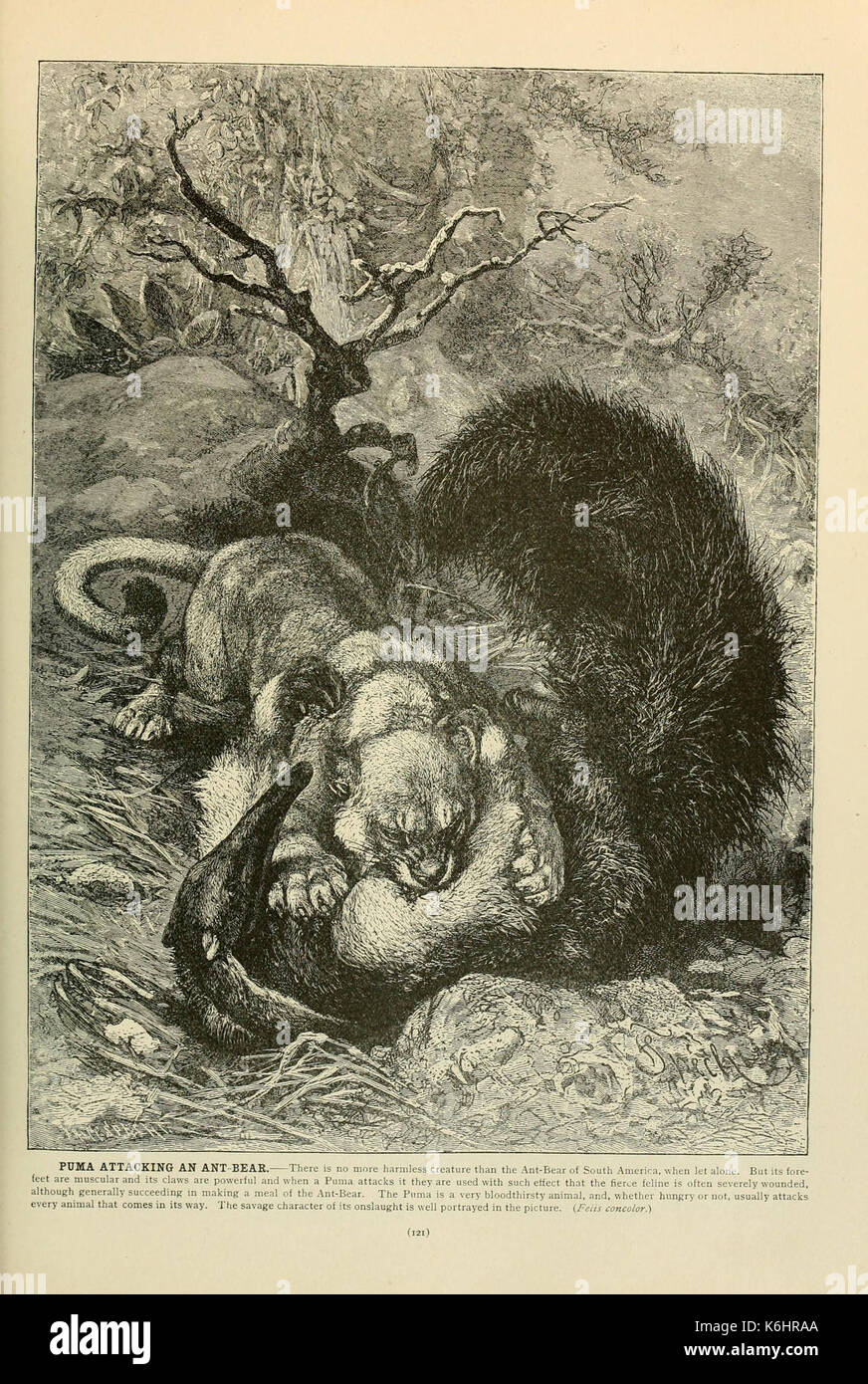 Brehm la vita degli animali (pagina 121) (6220155377) Foto Stock