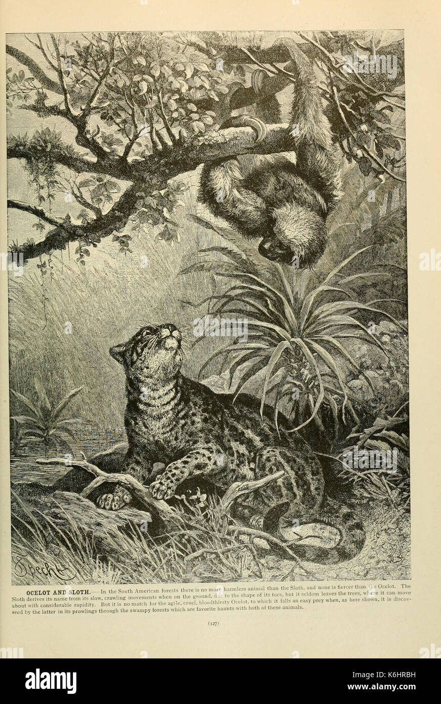 Brehm la vita degli animali (pagina 127) (6220677340) Foto Stock