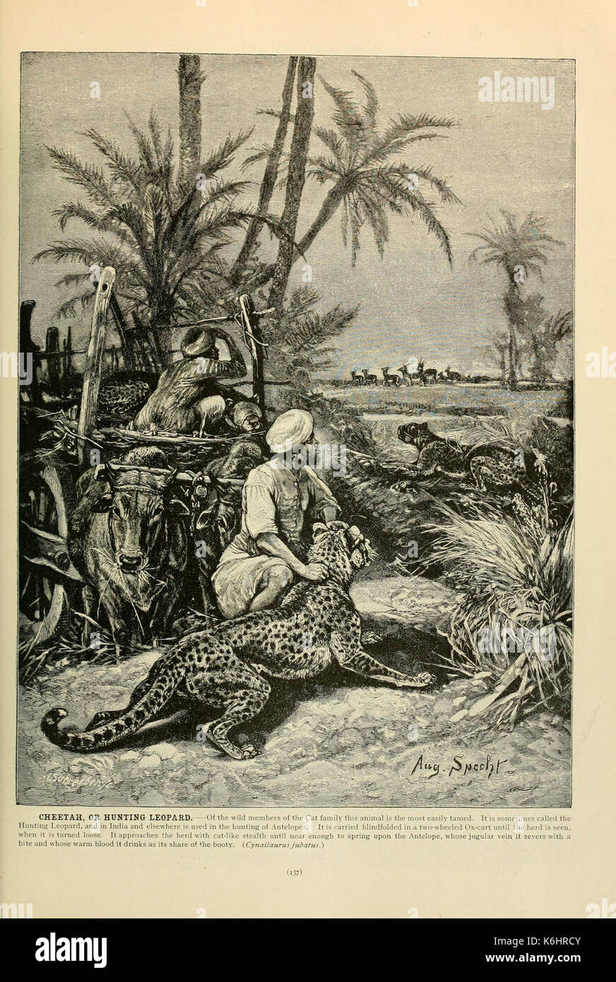 Brehm la vita degli animali (pagina 137) (6220157425) Foto Stock