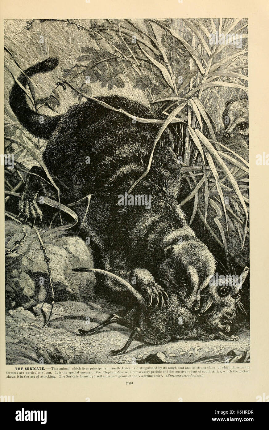 Brehm la vita degli animali (pagina 149) (6220679042) Foto Stock