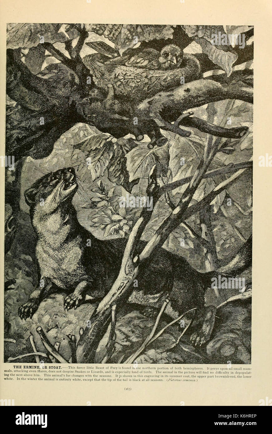 Brehm la vita degli animali (pagina 163) (6220159027) Foto Stock