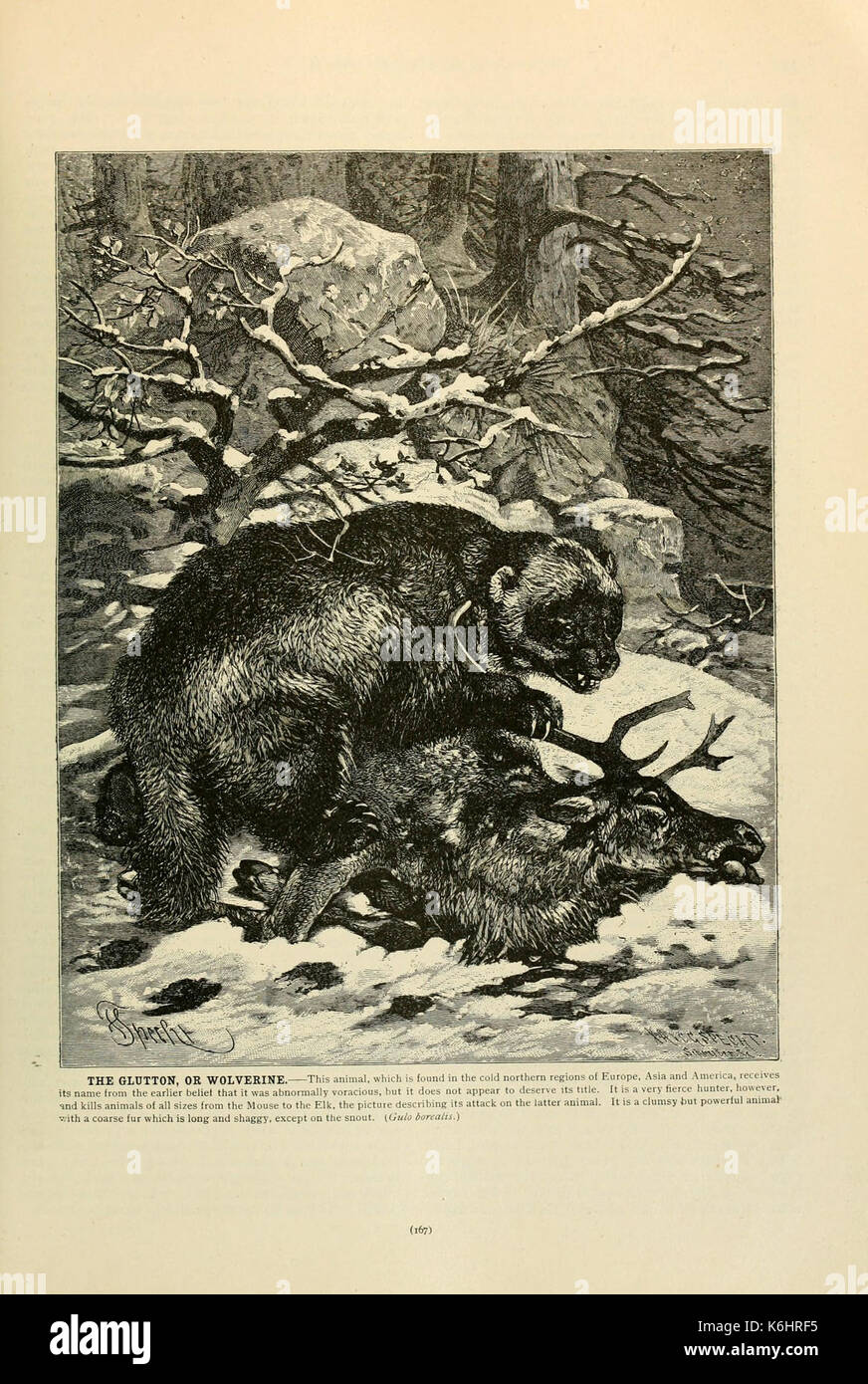 Brehm la vita degli animali (pagina 167) (6220159491) Foto Stock