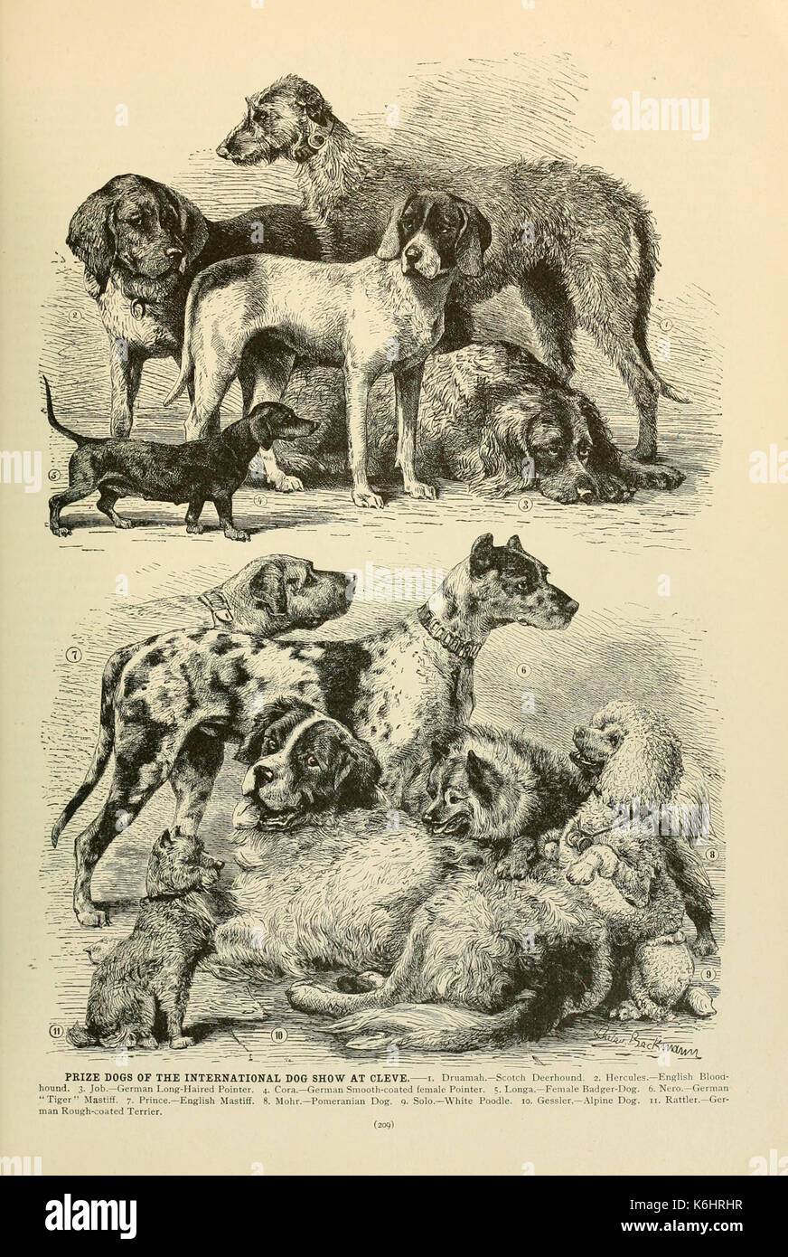 Brehm la vita degli animali (6220682838) Foto Stock