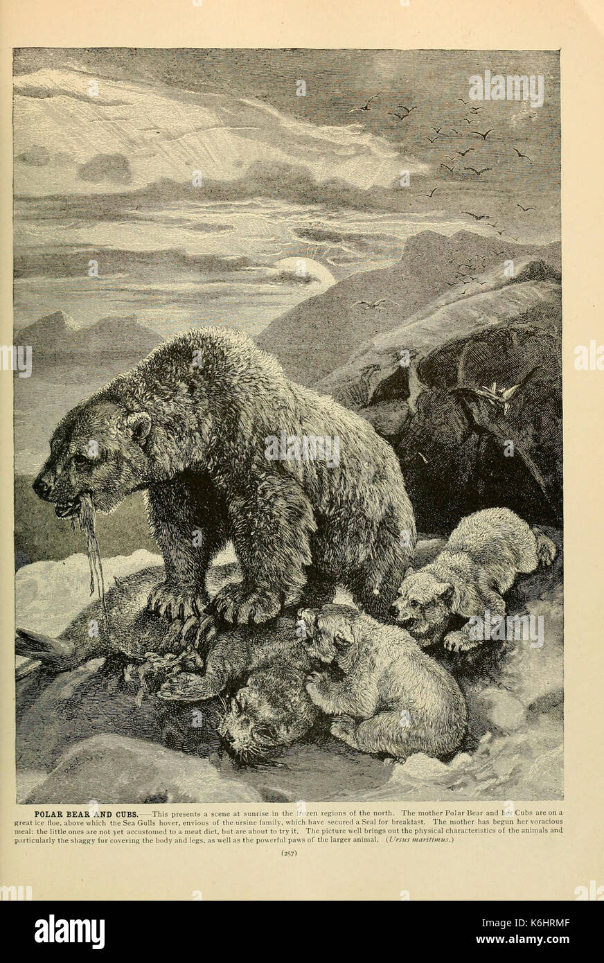 Brehm la vita degli animali (pagina 257) (6220163647) Foto Stock