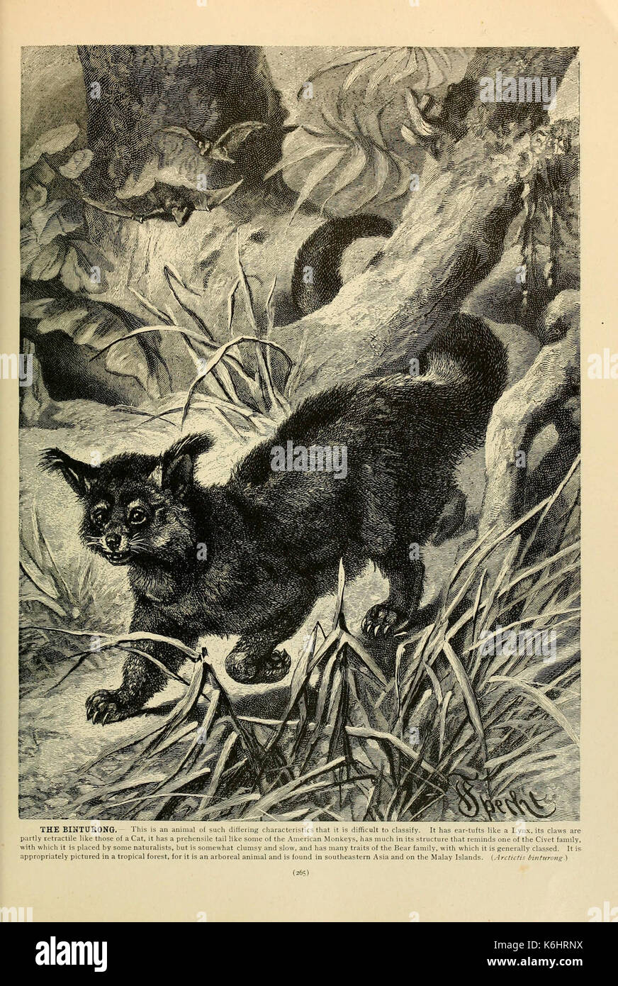 Brehm la vita degli animali (pagina 265) (6220164475) Foto Stock