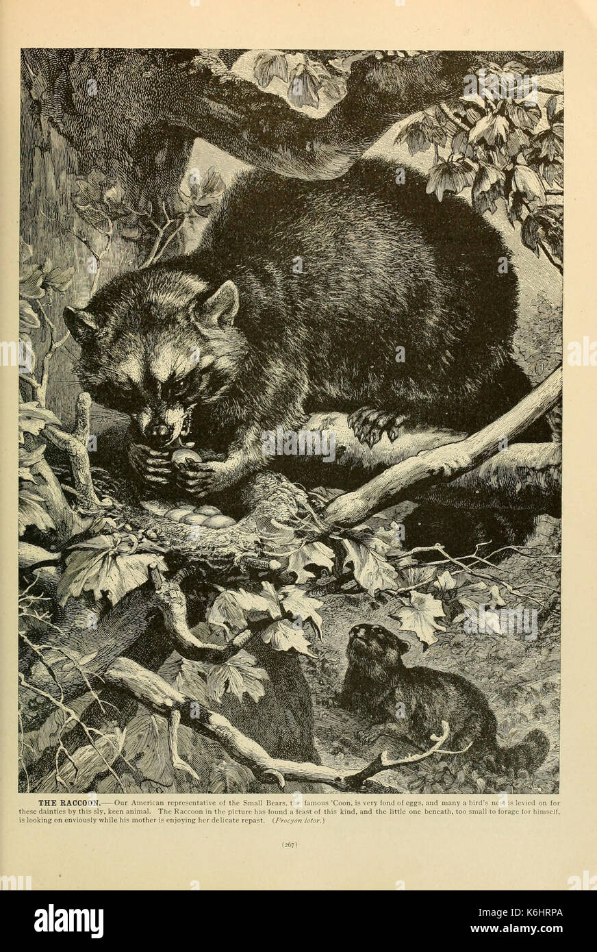 Brehm la vita degli animali (pagina 267) (6220685998) Foto Stock