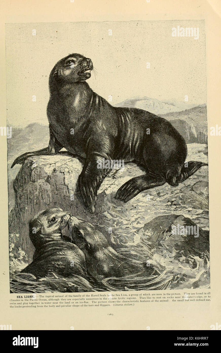 Brehm la vita degli animali (pagina 285) (6220686760) Foto Stock