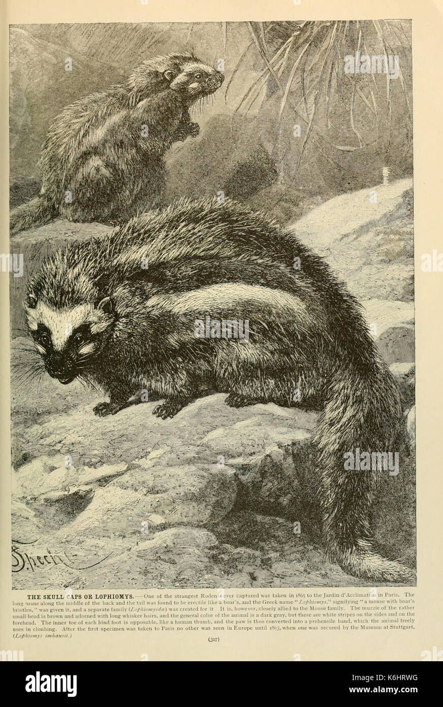 Brehm la vita degli animali (pagina 307) (6220167319) Foto Stock