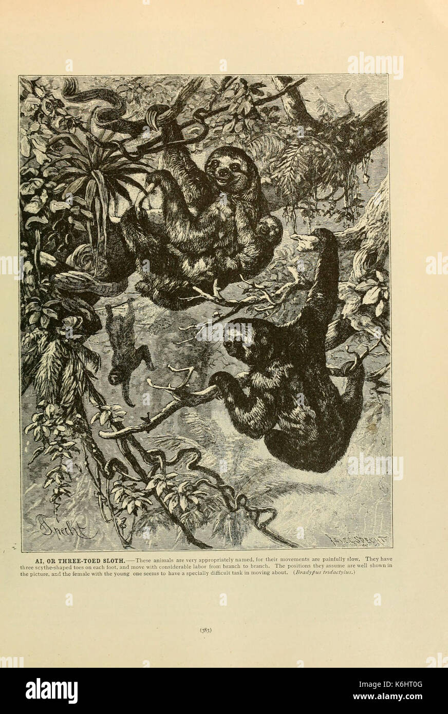 Brehm la vita degli animali (pagina 383) (6220169259) Foto Stock