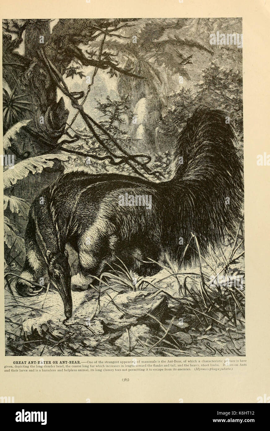 Brehm la vita degli animali (pagina 385) (6220690770) Foto Stock