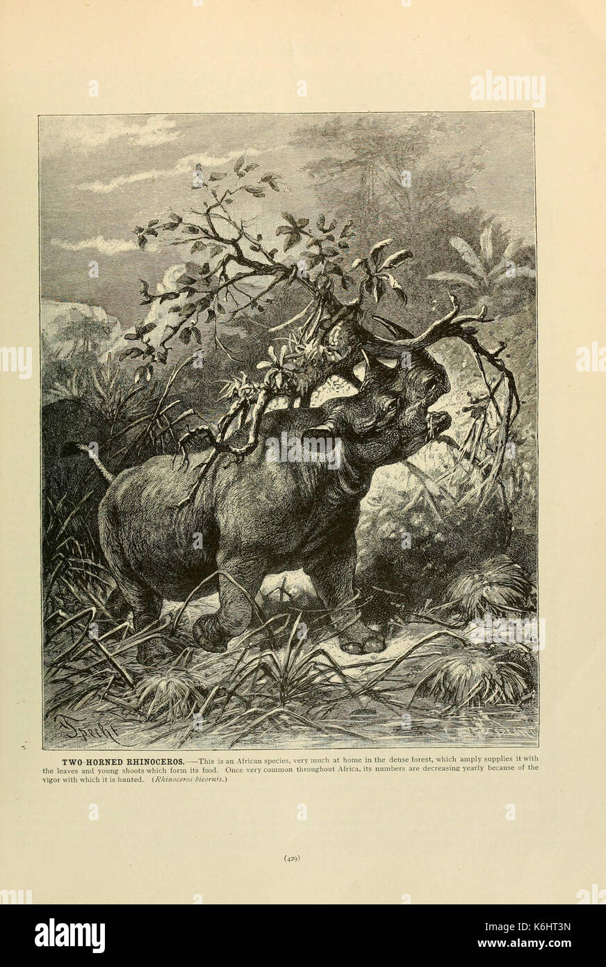 Brehm la vita degli animali (pagina 429) (6220171585) Foto Stock