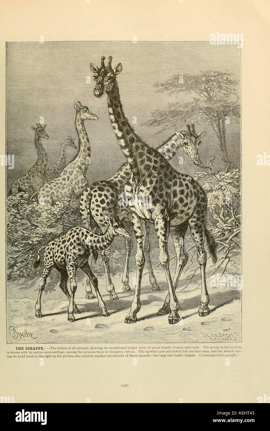 Brehm la vita degli animali (pagina 435) (6220171913) Foto Stock