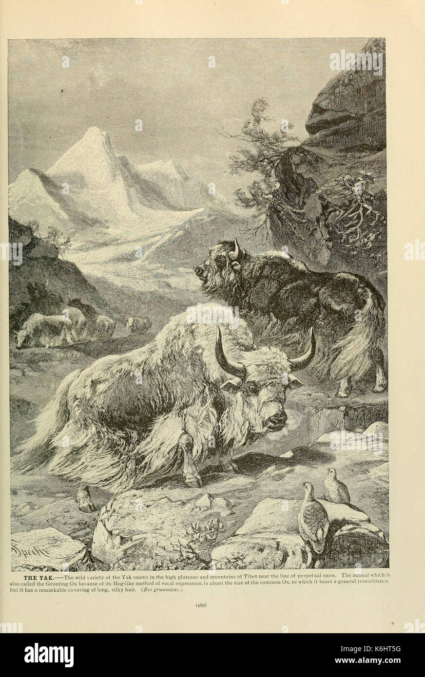 Brehm la vita degli animali (pagina 469) (6220694058) Foto Stock
