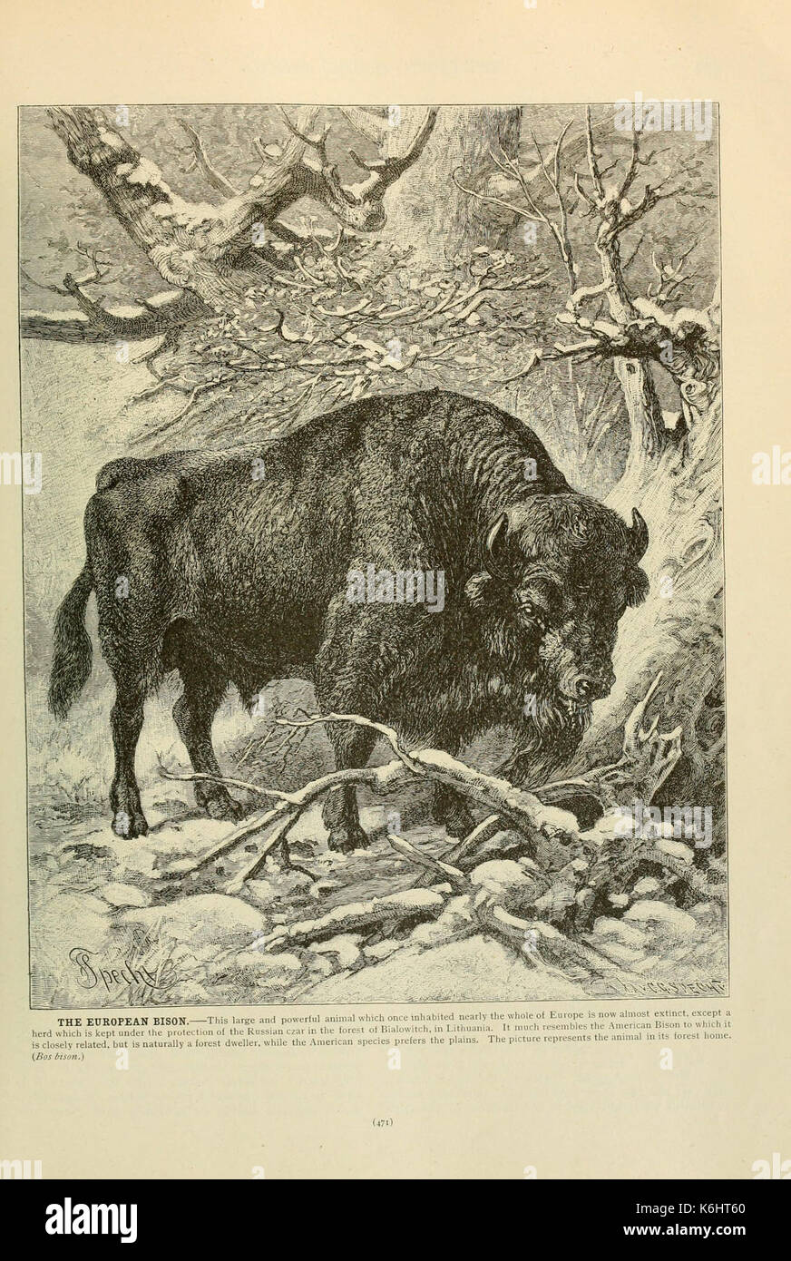 Brehm la vita degli animali (pagina 471) (6220694322) Foto Stock