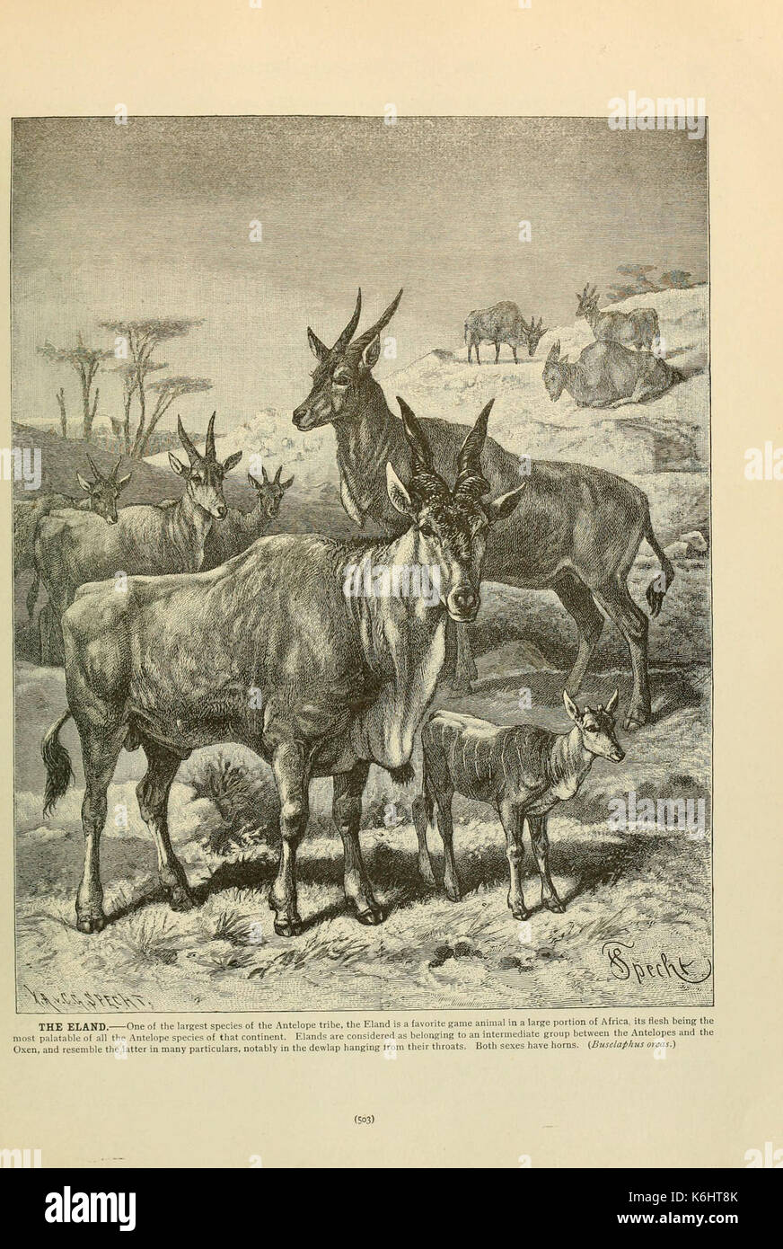 Brehm la vita degli animali (pagina 503) (6220696070) Foto Stock