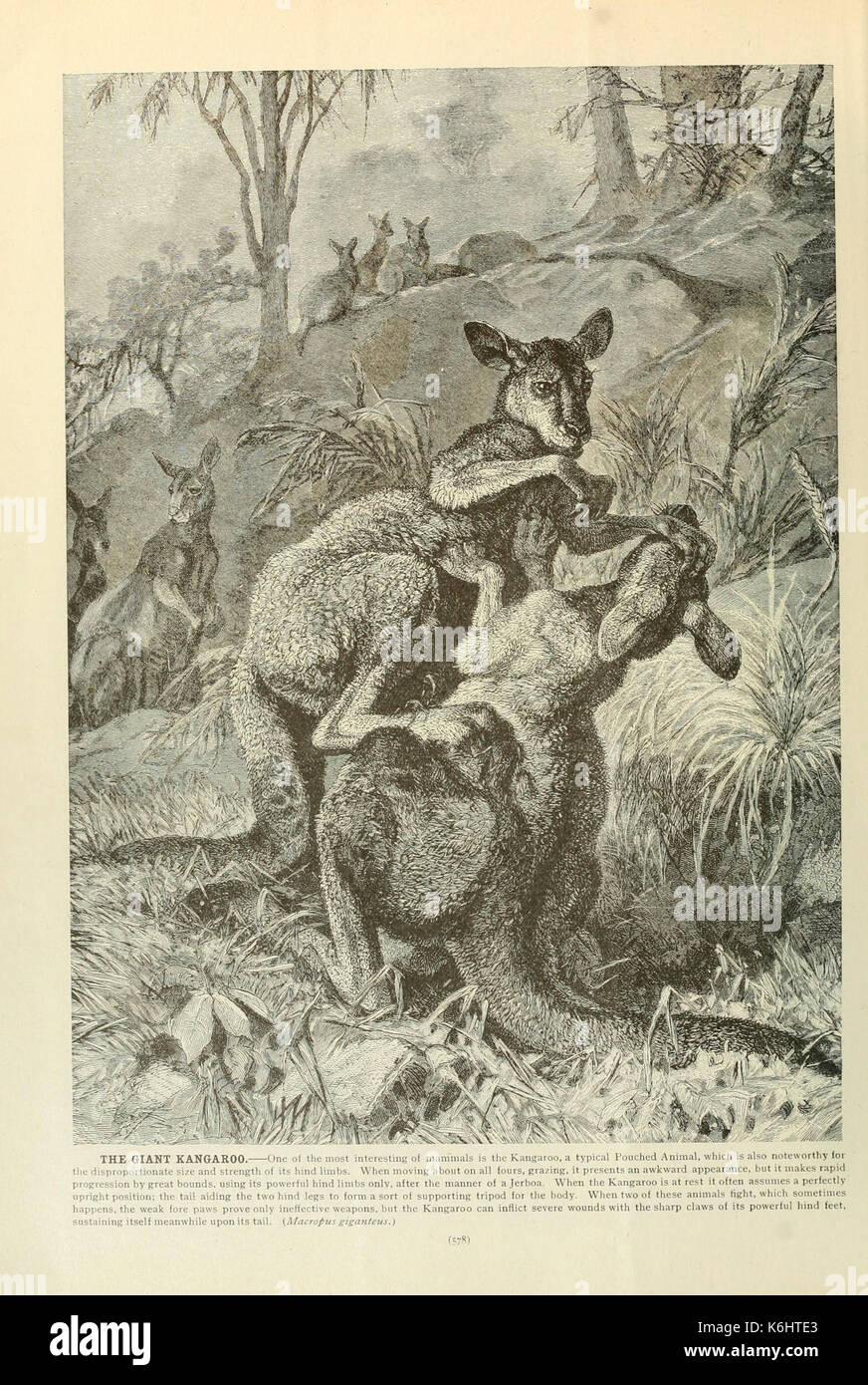 La vita degli animali di Brehm è un libro completo sul comportamento e le caratteristiche degli animali, illustrato con disegni e dipinti dettagliati. È una risorsa preziosa nello studio dei mammiferi e della storia naturale, ospitata nell'American Museum of Natural History Library. Foto Stock