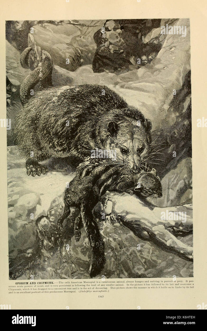 Brehm la vita degli animali (pagina 593) (6220179255) Foto Stock