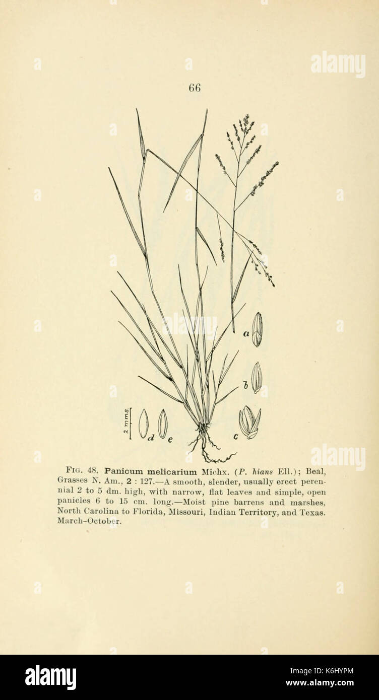 Bollettino (pagina 66) BHL4875035 Foto Stock