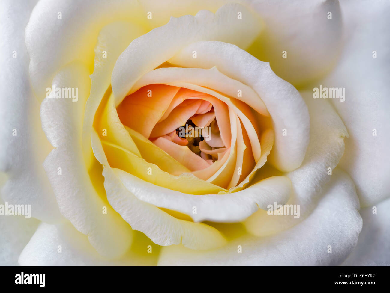 Messa a fuoco macro impilati closeup di un bel bianco petali di rose, con un rosso arancio e giallo centro. che mostra un sacco di consistenza e di colore. Foto Stock