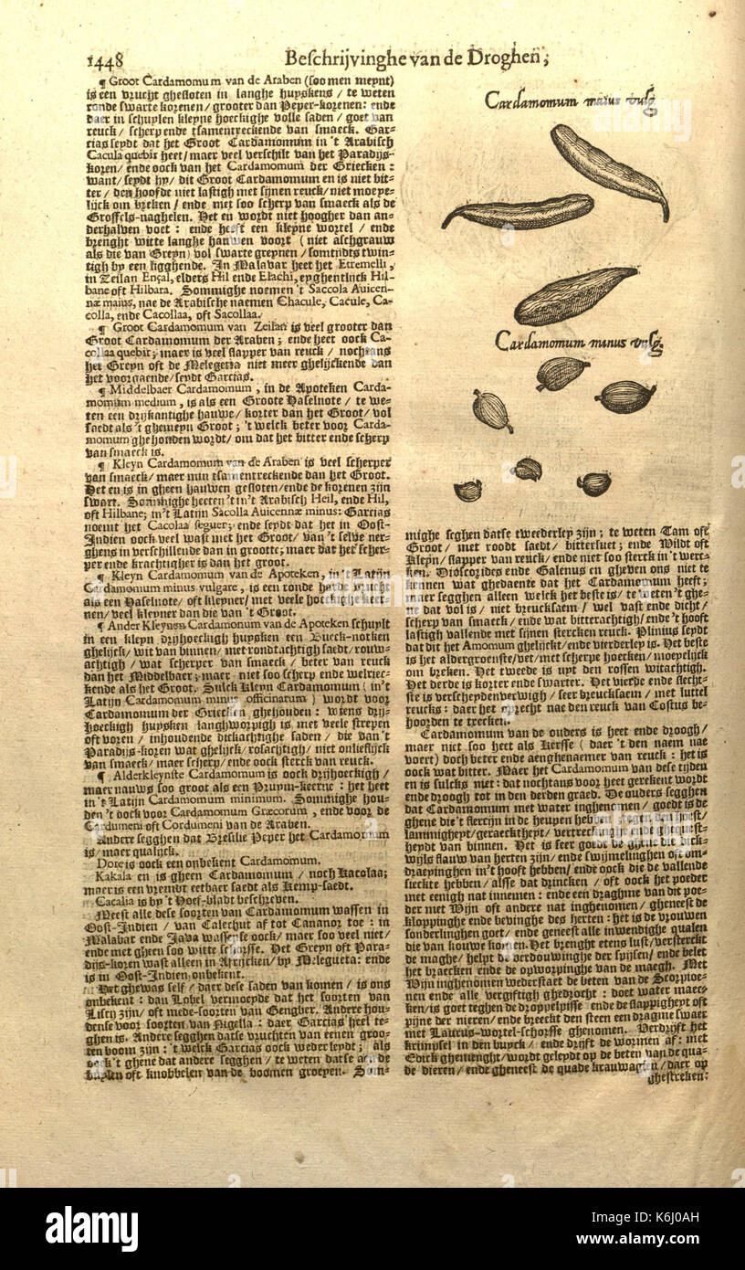 Pagina 1448 del "Cruydt Boeck" di Rembert Dodoens, che mostra una classificazione aggiornata delle piante in base agli ultimi ritrovamenti botanici del tempo, che riflettono la botanica del XVI secolo. Foto Stock Pagina 1448 del "Cruydt Boeck" di Rembert Dodoens, che mostra una classificazione aggiornata delle piante in base agli ultimi ritrovamenti botanici del tempo, che riflettono la botanica del XVI secolo. Foto Stock