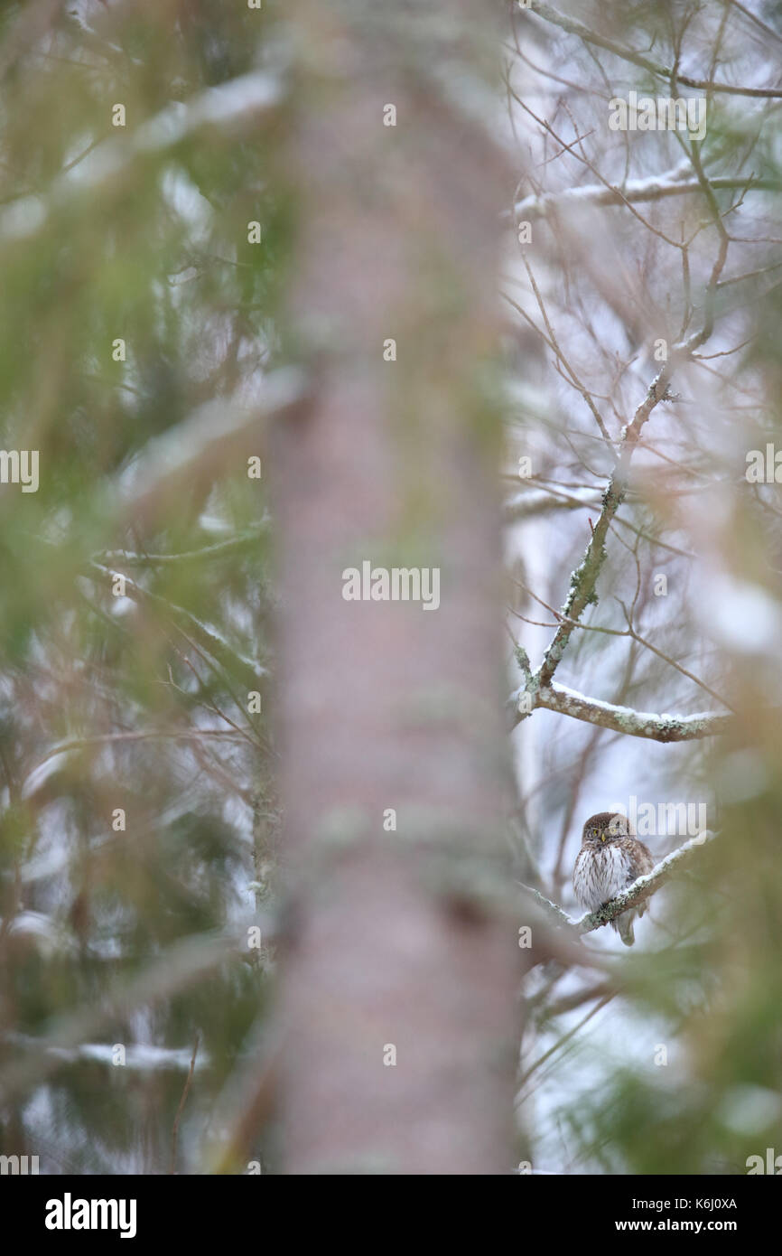 Il Gufo pigmeo (Glaucidium passerinum) in inverno Foto Stock
