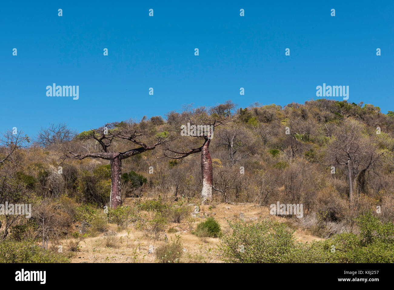 Adansonia suarezensis baobabs, rare endemico regionale francese, montagna, Antsiranana, Diego Suarez, Madagascar Foto Stock