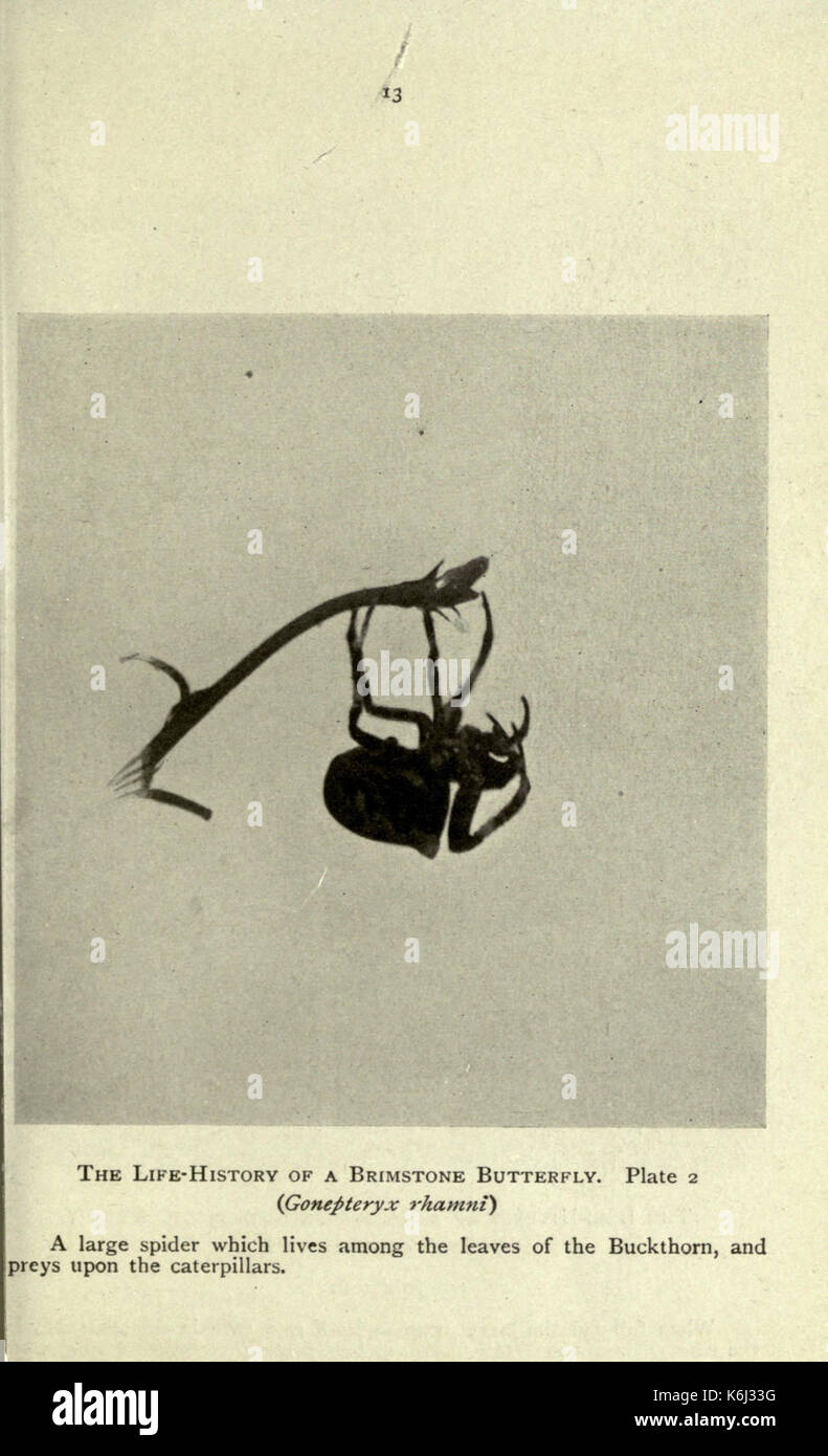 Farfalle e Falene a casa (pagina 13) BHL21596411 Foto Stock